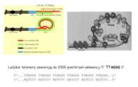 Telomer - fragment chromosomu, zlokalizowany na jego końcu, który zabezpiecza go przed uszkodzeniem podczas kopiowania - każdy chromosom ma dwa telomery (w sumie 92 telomery) - umożliwienie