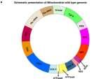 Mitochondrialne DNA (mt DNA) mitochondria replikują swoje własne DNA, które stanowi około 0,5% haploidalnego komórkowego DNA.
