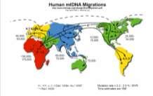 mtdna jako zegar do pomiaru czasu wydarzeń w ewolucji Obecnie naukowcy są zgodni, że wszyscy współcześni ludzie pochodzą od człowieka żyjącego mniej więcej 140-200 tys. lat temu w Afryce (tzw.