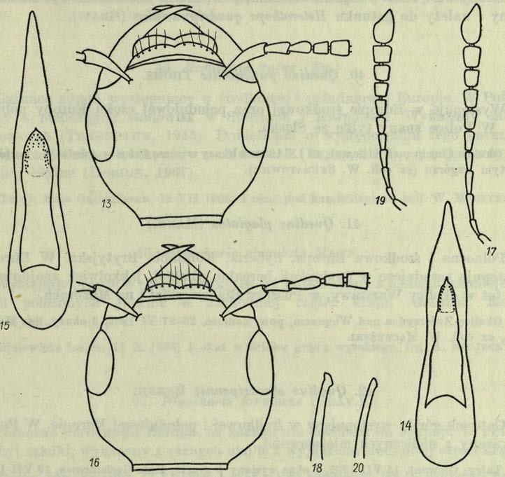13-20: 13-14 Philonthus subvirescens T ho m s., samiec (Małkinia, pow. Ostrów Mazo wiecka, 17 V 1954, leg. A.