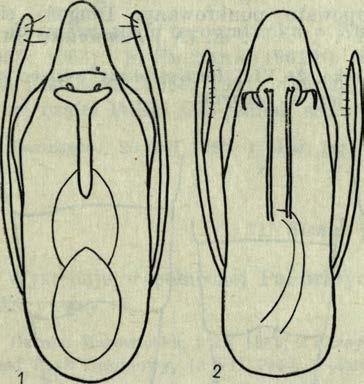 A paraty kopulacyjne pamców z góry: 1 Stenus vastus L. B e n. (Bieszczady Zachodnie, Krzem ień, 1320 m n.p.m., 10 VI 1964, leg. A. S z u je c k i), 2 Stenus humiloides S m et.