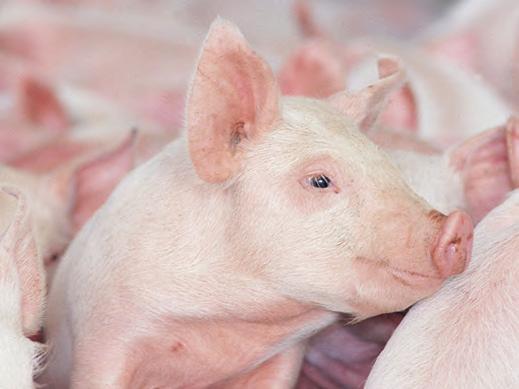 Dezynfekcja powietrza Zraszanie/rozpylanie w powietrzu, zamgławianie na zimno Aby ułatwić zwalczanie organizmów, które mogą zostać wprowadzone do budynku w czasie przygotowań, a także aby