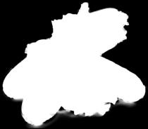 Kukurydza TYLKO0