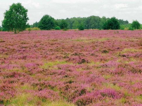 MURAWY BLIŹNICZKOWE Murawy bliźniczkowe, należące do klasy Nardo-Callunetea, są zbiorowiskami półnaturalnymi, których głównym gatunkiem jest rosnąca kępkowo bliźniczka psia trawka Nardus stricta.