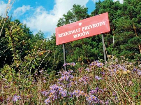 Obszar Natura 2000 Rogów został wyznaczony dla ochrony siedlisk przyrodniczych: grądu subkontynentalnego Tilio-Carpinetum oraz muraw kserotermicznych Festuco-Brometea, a także bardzo rzadkiego
