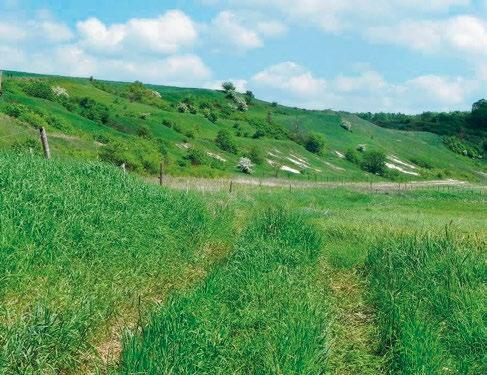 Dużą wartość tutejszych zbiorowisk z ciepłolubną roślinnością zauważono już w latach 50.