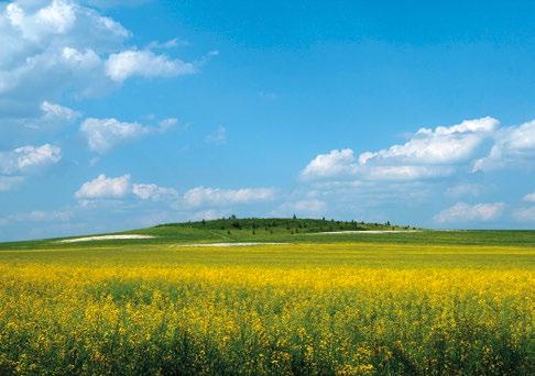 Dla muraw kserotermicznych zagrożeniem jest, podobnie jak w przypadku wszystkich ww. obszarów Natura 2000, zmiana składu gatunkowego w wyniku ich zarastania.