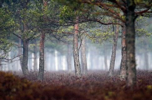 Obszar obejmuje także bogate gatunkowo murawy kserotermiczne, w tym jeden z większych (ok 0,5 ha) znanych w regionie płatów zespołu Inuletum ensifoliae, a także niewielkie fragmenty