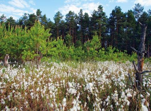 na północy, w pasie przymorskim, gdzie duże torfowiska kopułowe (typ bałtycki) osiągają regionalną południową granicę zasięgu.