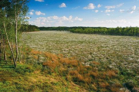 Jako element krajobrazu mają unikatowe cechy i walory, co może być wykorzystane bez konfliktu z zasadami i różnymi formami ochrony przyrody w rozwijającej się turystyce kwalifikowanej, pod warunkiem