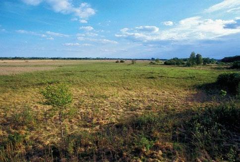 Torfowiska nakredowe z roślinnością typu szuwarowego wykształciły się i nadal powstają w toku naturalnej sukcesji zachodzącej w strefie litoralu zbiorników wodnych, na miejscu całkowicie lub