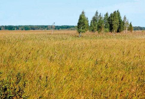 i przygotowania dokumentacji do utworzenia rezerwatu Bagno Bubnów. Rezerwat powstał w 1991 roku na powierzchni ok. 1600 ha.