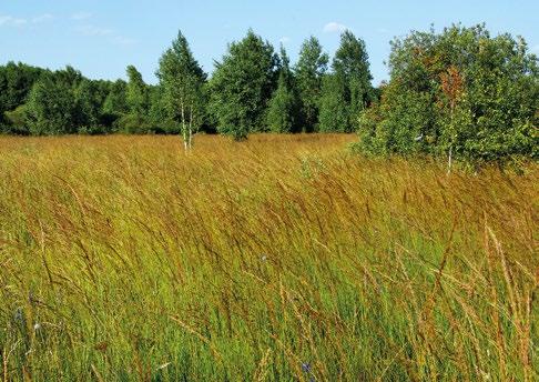fosforu, potasu i magnezu. Zbiorowisko występuje najczęściej na glebach o niskim poziomie wód gruntowych, nieraz nawet poniżej 100 cm.