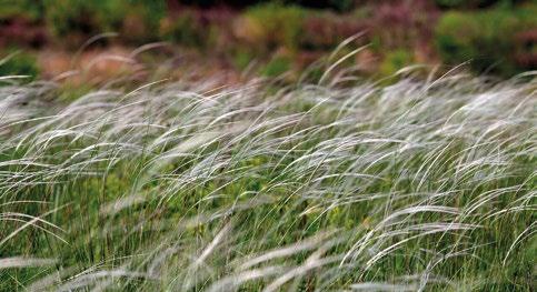 Gatunek ten pochodzi z południa Europy. Na Lubelszczyźnie można go zaobserwować na kilku stanowiskach: w obszarach Natura 2000 Kąty i Żurawce, w rezerwacie Machnowska Góra oraz Białej Górze k.