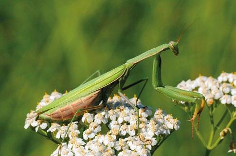 Kłoć wiechowata Cladium mariscus Roślina ta, jak na bylinę, osiąga dość dużą wysokość, bo powyżej 2 m. Jej liście są koloru szarozielonego i kształtem przypominają długą do 1,5 m, sztywną trawę.