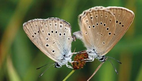 podgatunek Mantis religiosa polonica. Ciało modliszki jest w kolorze zielonym, żółtozielonym lub jasnobrązowym.