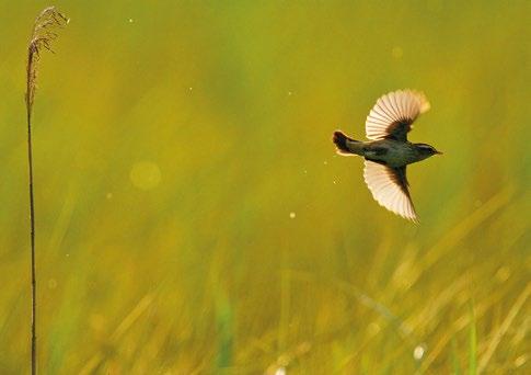 Wiele ornitologicznych prac tego autora powstało jako wynik badań na Lubelszczyźnie,w tym wykaz 258 gatunków ptaków stwierdzonych w Guberni Lubelskiej.