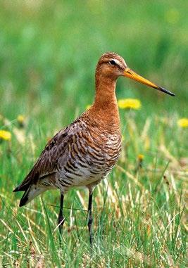 Został wpisany do Europejskiej czerwonej księgi zwierząt, przygotowanej przez Komisję Europejską i BirdLife International.