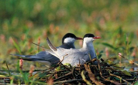 Na obszarze Natura 2000 Dolina Środkowego Bugu stwierdzono gniazdowanie 90-100 par. Na zimę rybitwy odlatują do Afryki. Ry