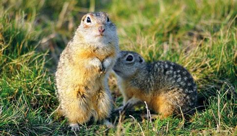 marmota oraz susła moręgowanego Spermophilus citellus. Obecnie na terenie Polski występuje jedynie sześć kolonii zwartych susłów perełkowanych i kilkanaście kolonii śródpolnych.