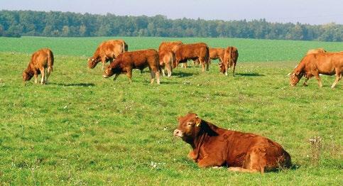 do powszechnych zjawisk należy obniżenie się przeciętnej długości życia i wzrost liczby osobników wymierających, zwłaszcza osobników młodych.