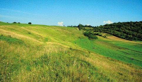 wsi Góra Grabowiec i objęta jest ochroną rezerwatową. Między innymi dzięki intensywnemu użytkowaniu obszaru przez lokalnych rolników, do lat 90.