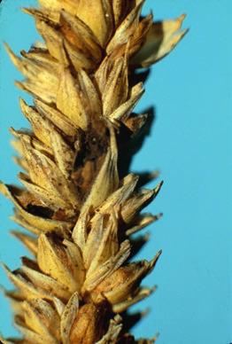 chemiczną - zaprawy. Mamy tylko jeden strzał. Trudno jest przewidzieć na jakie zagrożenia będzie narażony wysiany materiał.