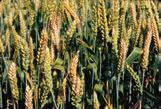 Choroba pleśń śniegowa (Microdochium nivale) fuzarioza (Fusarium ssp.