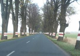 odcinków dróg z drzewami przy krawędzi Wycinka drzew