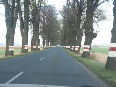 ?? Wycinanie drzew Wstępne badania wskazują, że: ~50 % społeczeństwa przeciw ~50 % społeczeństwa za Kiedy powinniśmy ciąć