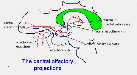 Ośrodkowe drogi węchowe Kora węchowa jest bezpośrednio połączona z układami emocji i pamięci, stąd silne reakcje