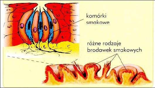 Kubki smakowe i komórki receptorów smakowych Powierzchnia języka pokryta jest gęsto brodawkami należącymi do dwóch typów: mechaniczne (większość) i smakowe (kilka procent).