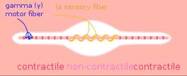 Wrzeciono mięśniowe część układu regulującego długość mięśnia Włókna intrafuzalne typu: nuclear bag i nuclear chain cisza Włókna aferentne ( pierwotne ) Ia mają początek w obu typach włókien