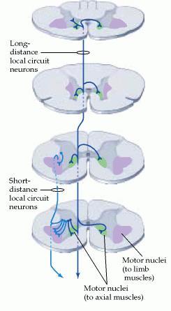 motoneuronów rogów