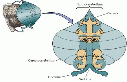 Somatotopowa organizacja kory móżdżku w spinocerebellum Reprezentacja somatyczna w korze móżdżku jest zgodna co