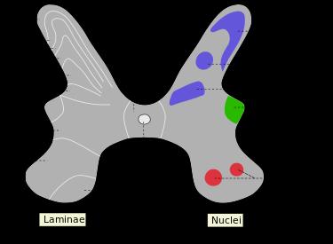 Główne wejścia do móżdżku (dolne i środkowe konary) Z kory mózgu: Kora czołowa (pierwotna i wtórna ruchowa) Kora ciemieniowa (pierwotna i wtórna czuciowasomatyczna, wtórna wzrokowa) Kora
