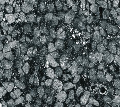 Glaukonityt z Janowa-Podgórza: a) obraz z mikroskopu optycznego (nikole skrzyżowane), b) mikrofotografia SEM gąbczastego ziarna glaukonitu W rejonie