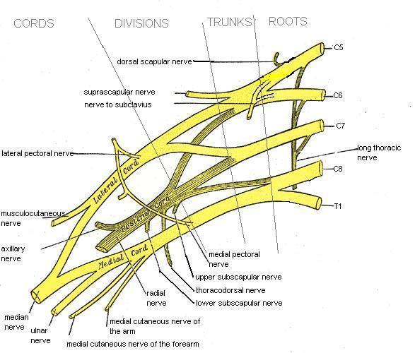 Problem uszkodzenia splotu barkowego i sposobu postępowania neurochirurgicznego Budowa splotu. Splot ramienny jest skomplikowaną strukturą anatomiczną.
