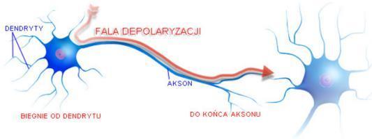Impuls nerwowy Impulsy są inicjowane pod wpływem stymulacji zakończeń nerwów czuciowych lub w wyniku przechodzenia impulsu z innego nerwu.