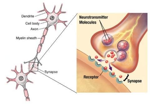 Neuroprzekaźniki oddziałują na wyspecjalizowane miejsca receptorowe na błonie postsynaptycznej.