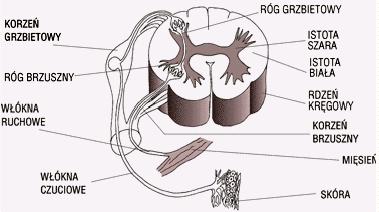 Nerwy mieszane W rdzeniu kręgowym nerwy czuciowe i ruchowe tworzą osobne grupy, czyli drogi.
