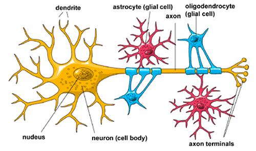 Oligodendrocyty mniejsze od astrocytów, występują w skupiskach wokół ciał komórek nerwowych pełniąc funkcję podporową.