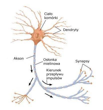 Budowa neuronu Komórki nerwowe mają bardzo różne wielkość i kształt, jednak są zbyt małe, by można było je widzieć okiem nieuzbrojonym.