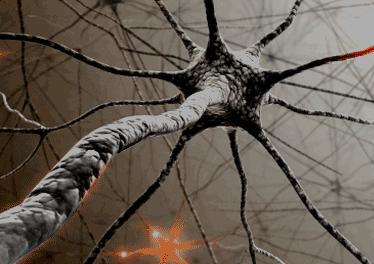 Aksony Każda komórka nerwowa posiada tylko jeden