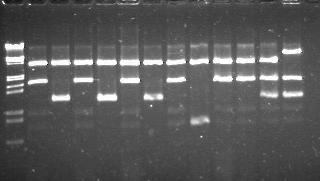 Czynniki wpływające na migrację DNA w żelu agarozowym Wielkość cząsteczki - dsdna liniowe migruje w żelu z