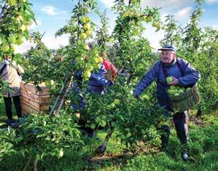 Owocowo w Mstowie Jabłka, gruszki i maliny Sady owocowe zajmują w gminie ponad 200 ha powierzchni. To największe skupisko tego typu upraw w województwie śląskim.