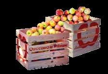 , to dziś produkcja z nimi związana jest bardzo nowoczesna. Do najchętniej uprawianych tu gatunków jabłek należą: jonagored, champion, ligol, golden, idared i gala.