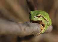 Krajobraz, przyroda i turystyka Obszary Natura 2000 Tereny gminy chronią Park Krajobrazowy Orlich Gniazd oraz dwa Obszary Natura 2000 - Przełom Warty koło Mstowa i Ostoja Olsztyńsko-Mirowska.