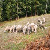 34 Kulturowy wypas owiec Źródło Stoki Góra Trzech Jaskiń Murawy na Górze Wał Murawy kserotermiczne to zbiorowiska roślinne, preferujące nasłonecznione i suche zbocza o podłożu