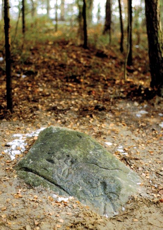 Przód stopy tam, gdzie są palce, jest w zasadzie taki sam, jak tropy 2 mln lat późniejsze z Laetoli australopiteka, jak tropy z Kenii człowieka wyprostowanego, czyli Homo erectus, jak tropy Homo